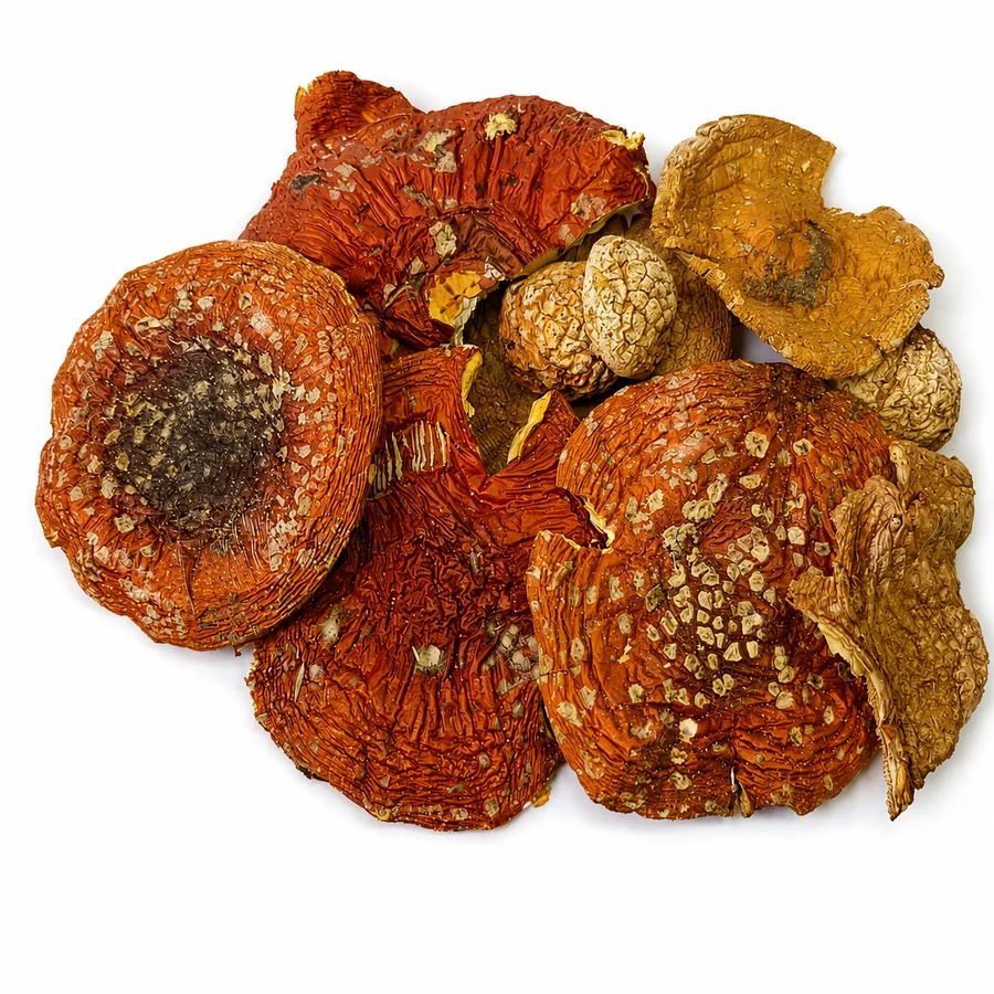 Amanita muscaria Β τάξη