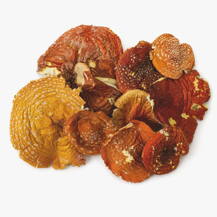 Amanita muscaria Grade A