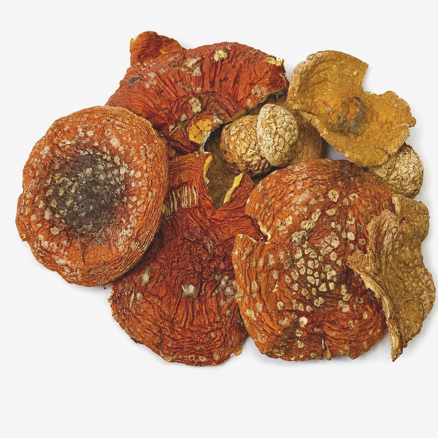 Amanita muscaria Grade B